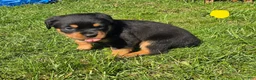 Rottweiler dogs for sale: Rottweiler yellow collar female  - Ad 3