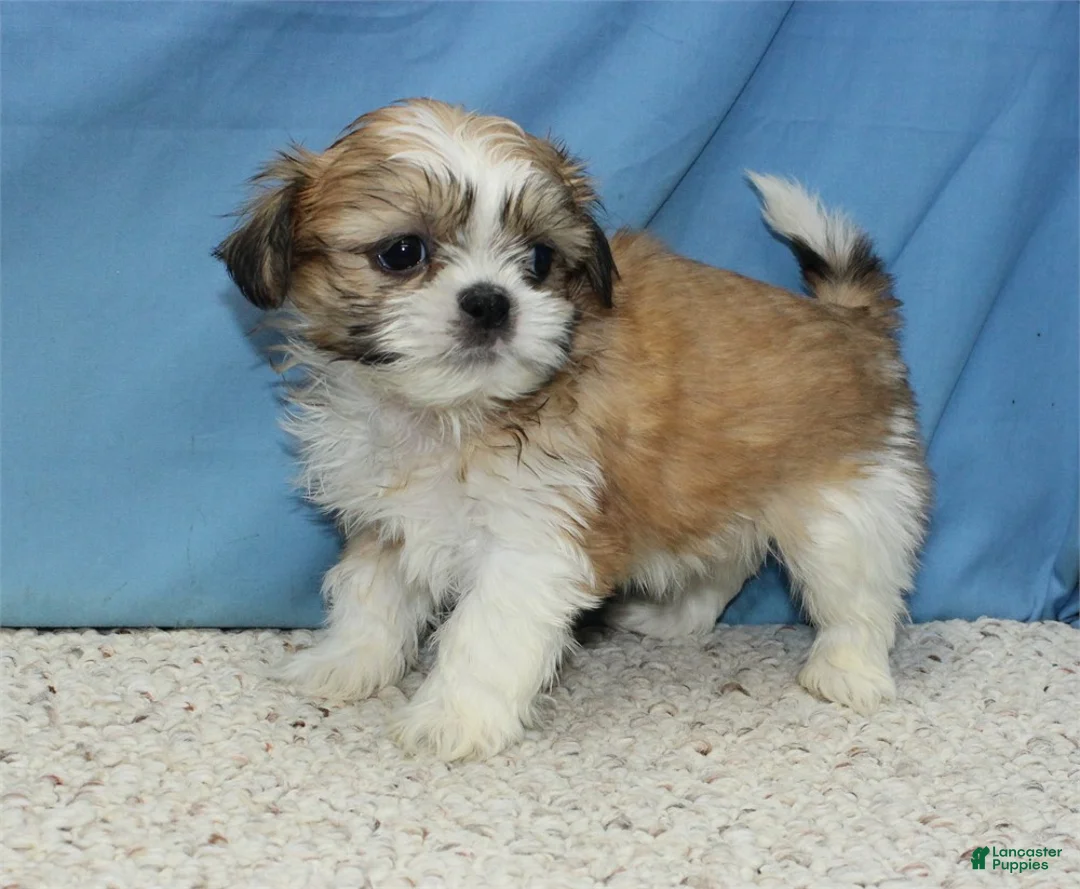 Shih Tzu dogs for sale: Asher - Ad 6