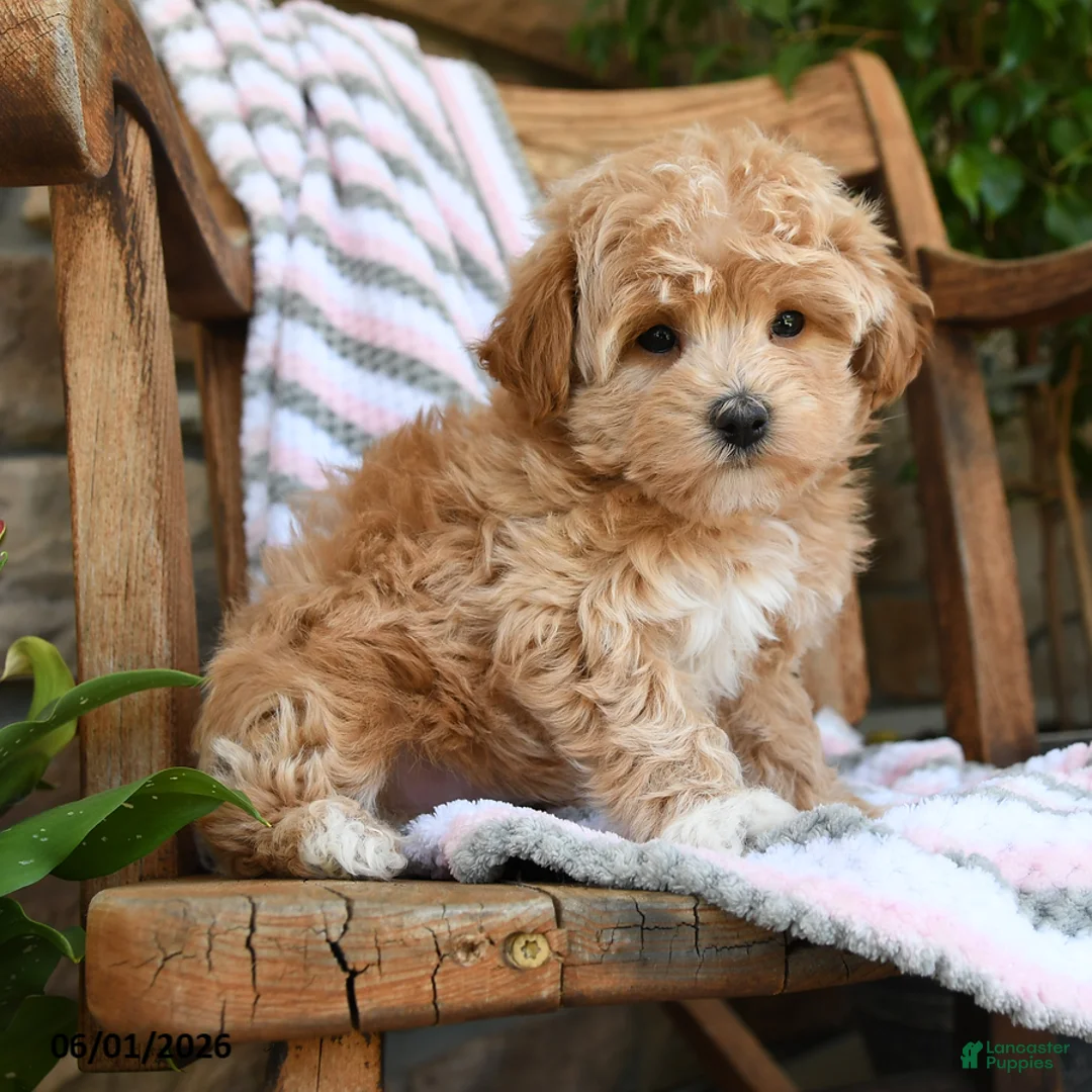 Maltipoo dogs for sale: Pluto - Ad 5