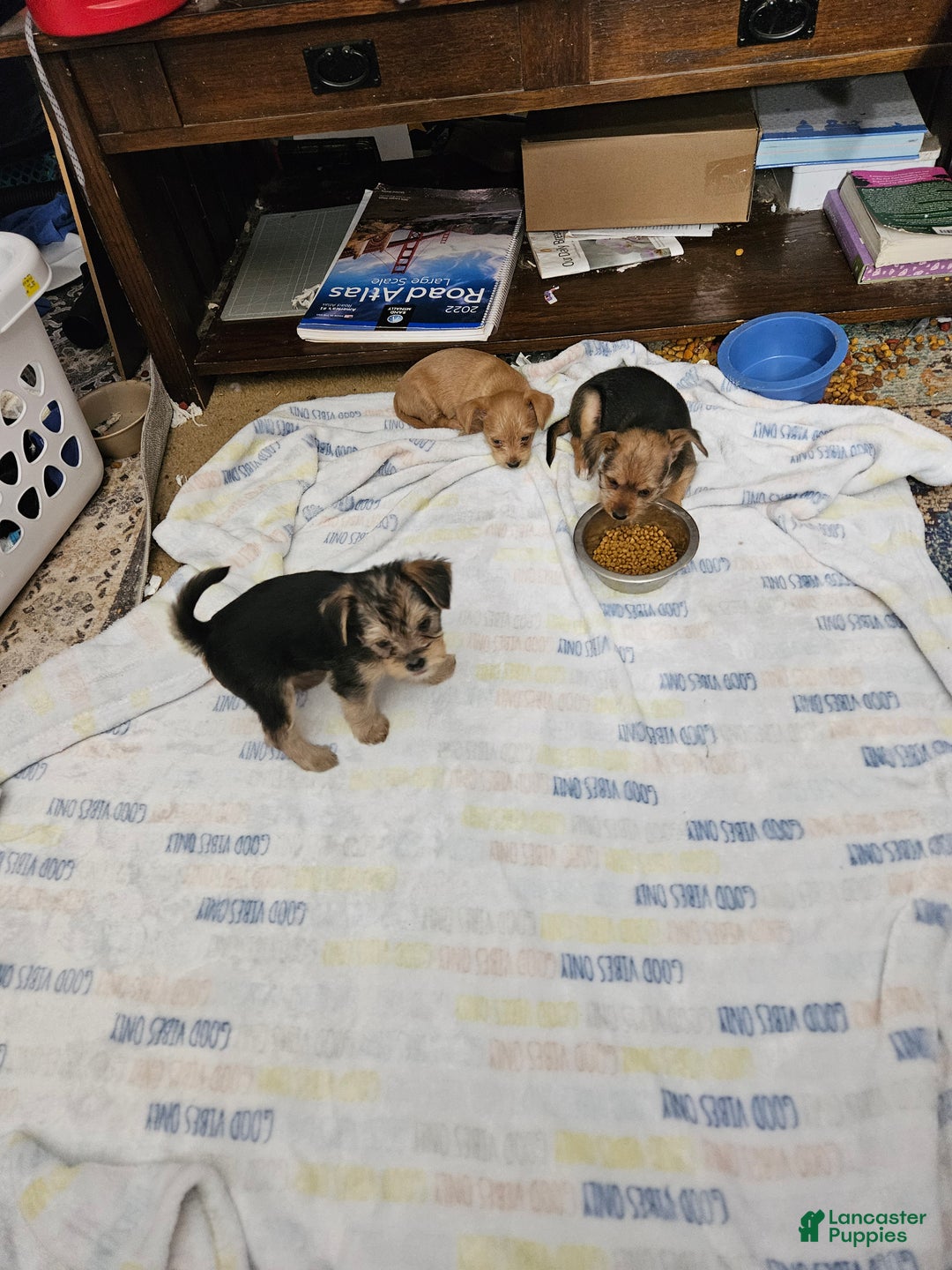 Chorkie dogs for sale: Bell - Ad 8