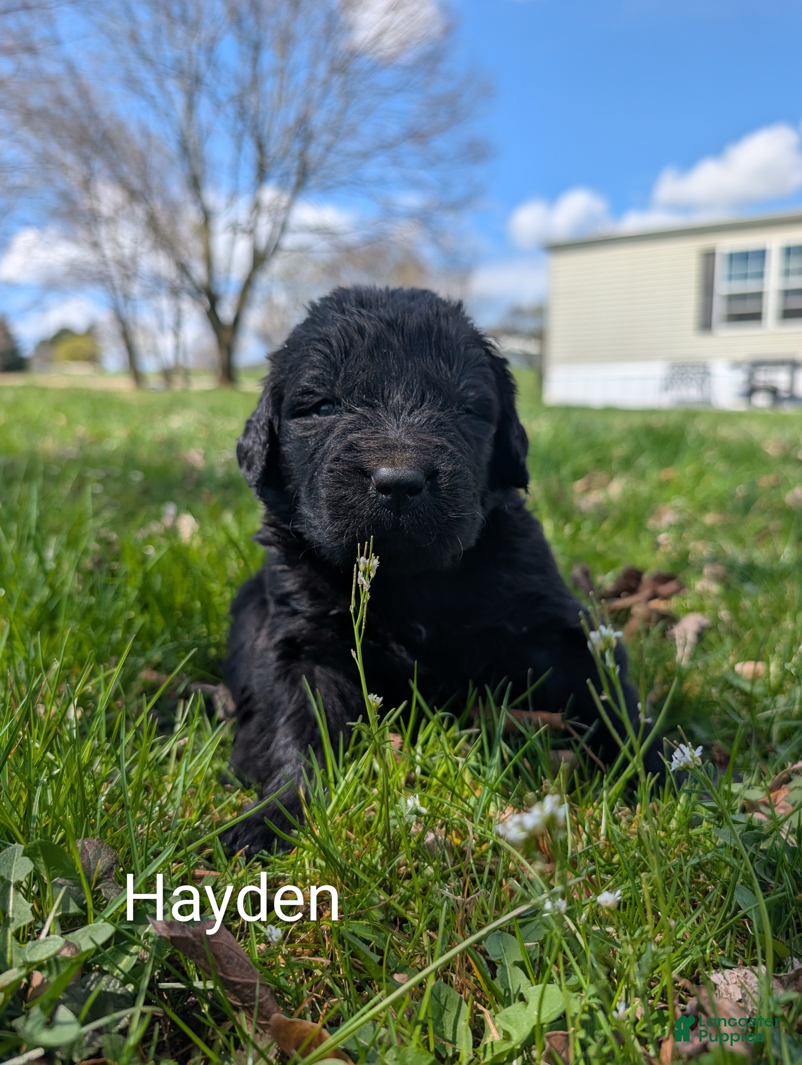 Newfoundland dogs Hayden - Ad 17