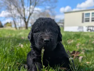 Newfoundland dogs Hayden - Ad 25