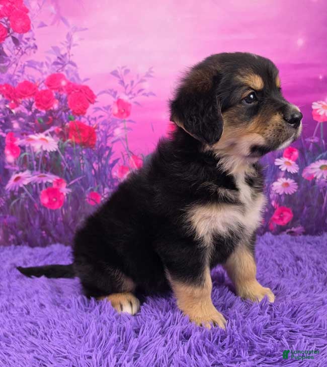 Mixed Breed dogs Audrey - Ad 2