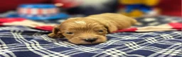 Cavapoo dogs for sale: Miles - Ad 4