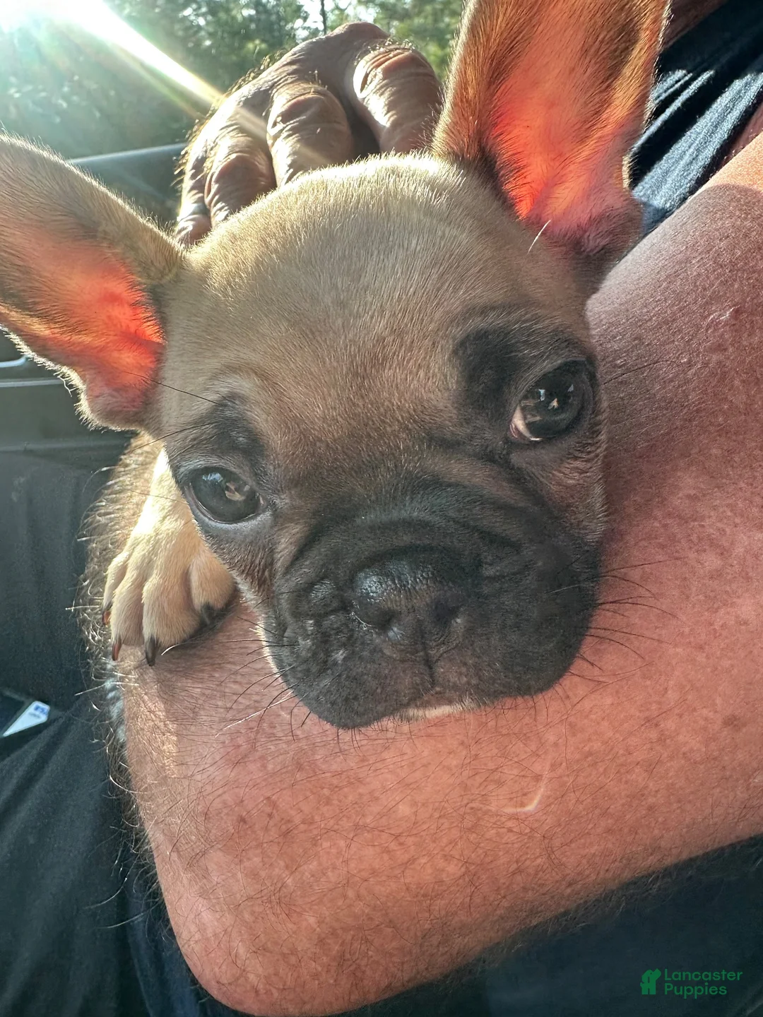 French Bulldog dogs for sale: French Bulldog 1 - Ad 2