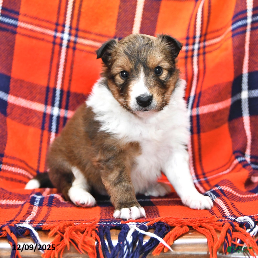 Shetland Sheepdog dogs for sale: Cookie - Ad 1