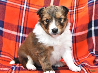 Shetland Sheepdog dogs Cookie - Ad 4
