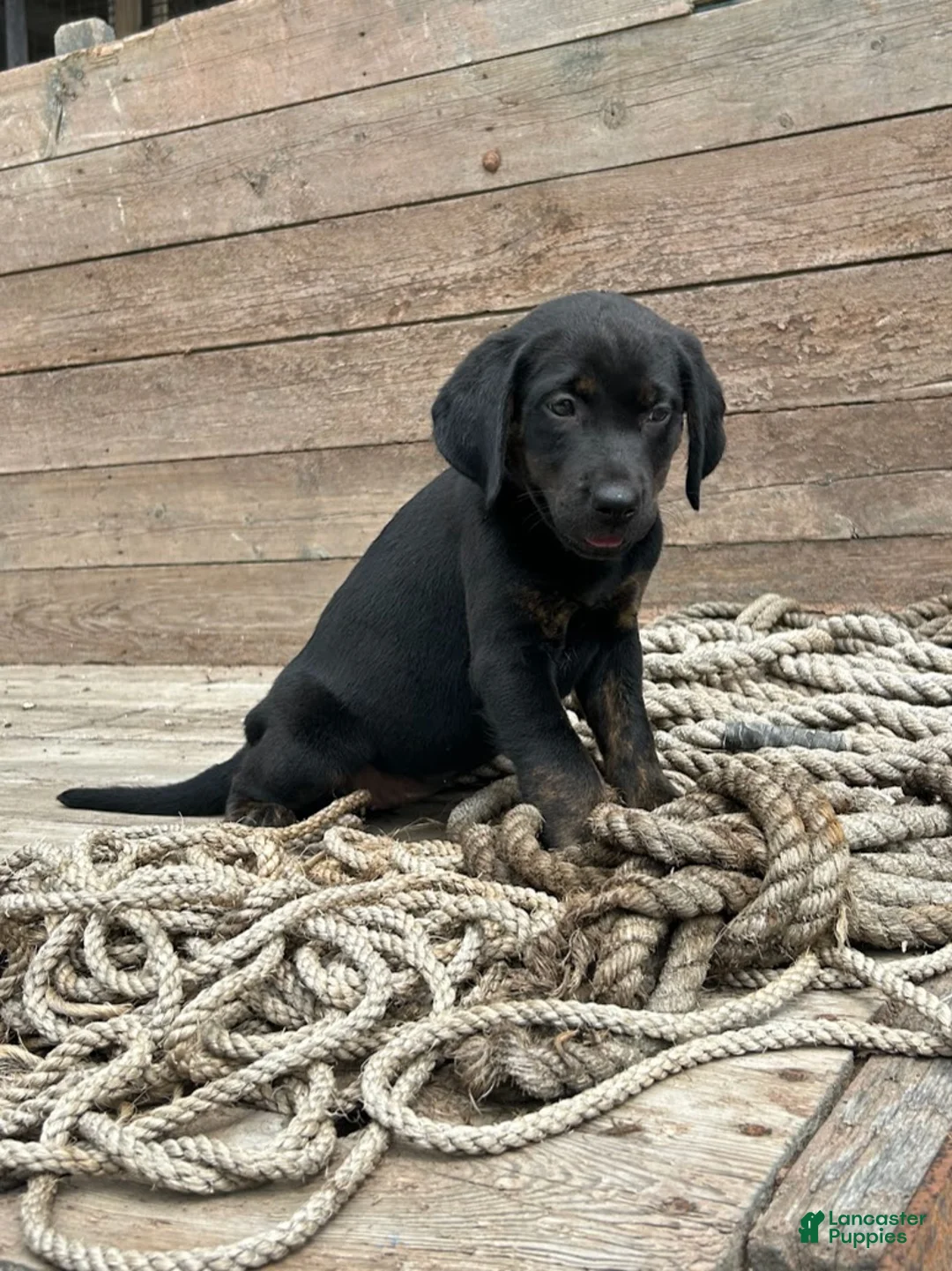Mixed Breed dogs for sale: Sasha - Ad 3