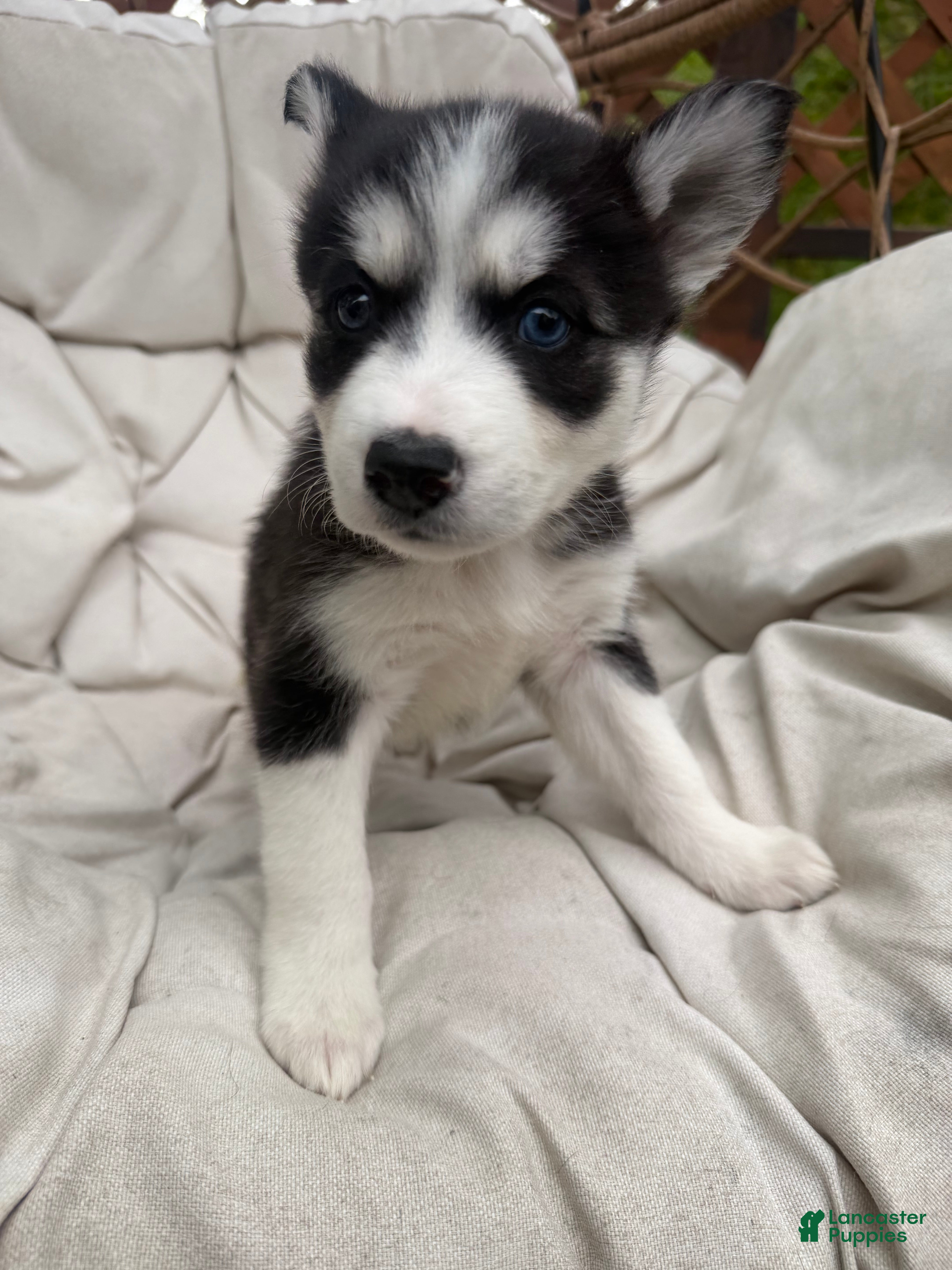 Mixed Breed dogs Princess - Ad 20