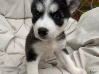 Mixed Breed dogs Princess - Ad 20