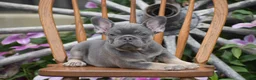French Bulldog dogs for sale: Zelda - Ad 4