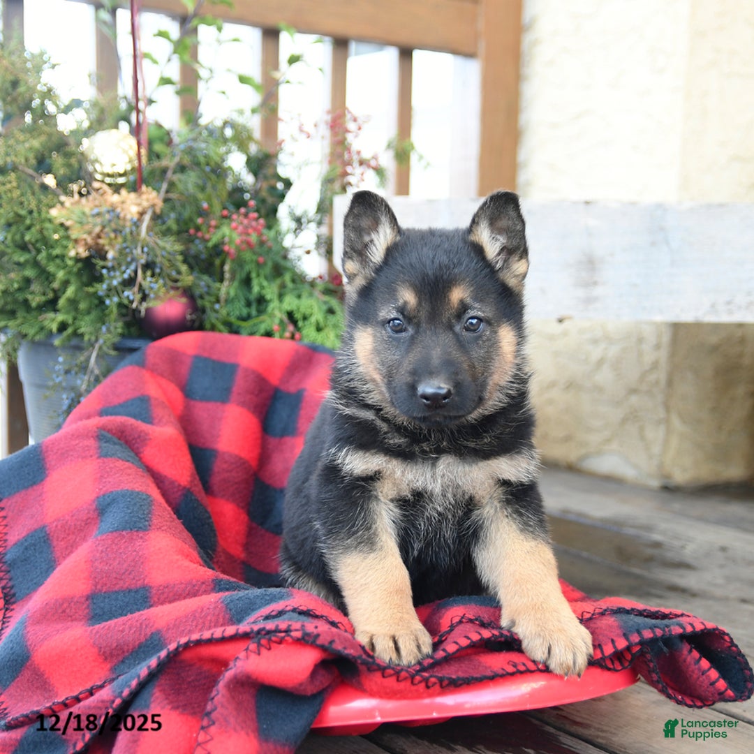 German Shepherd dogs for sale: Moose - Ad 4