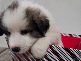 Great Pyrenees dogs Ralphie - Ad 12