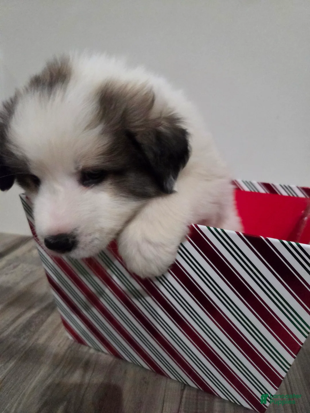 Great Pyrenees dogs for sale: Ralphie - Ad 9