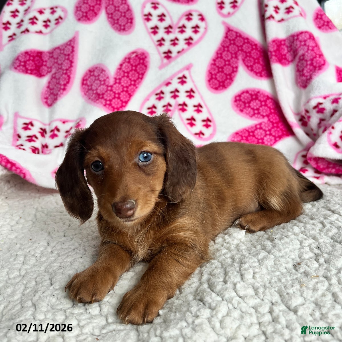 Miniature Dachshund dogs Nellie - Ad 2