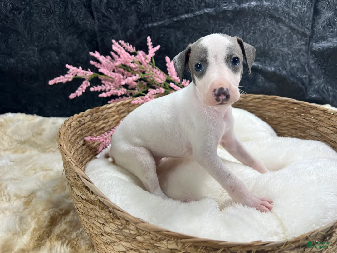 Italian Greyhound dogs for sale: Italian Greyhound 5 - Ad 1