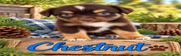 Miniature Australian Shepherd dogs for sale: Chestnut - Ad 2