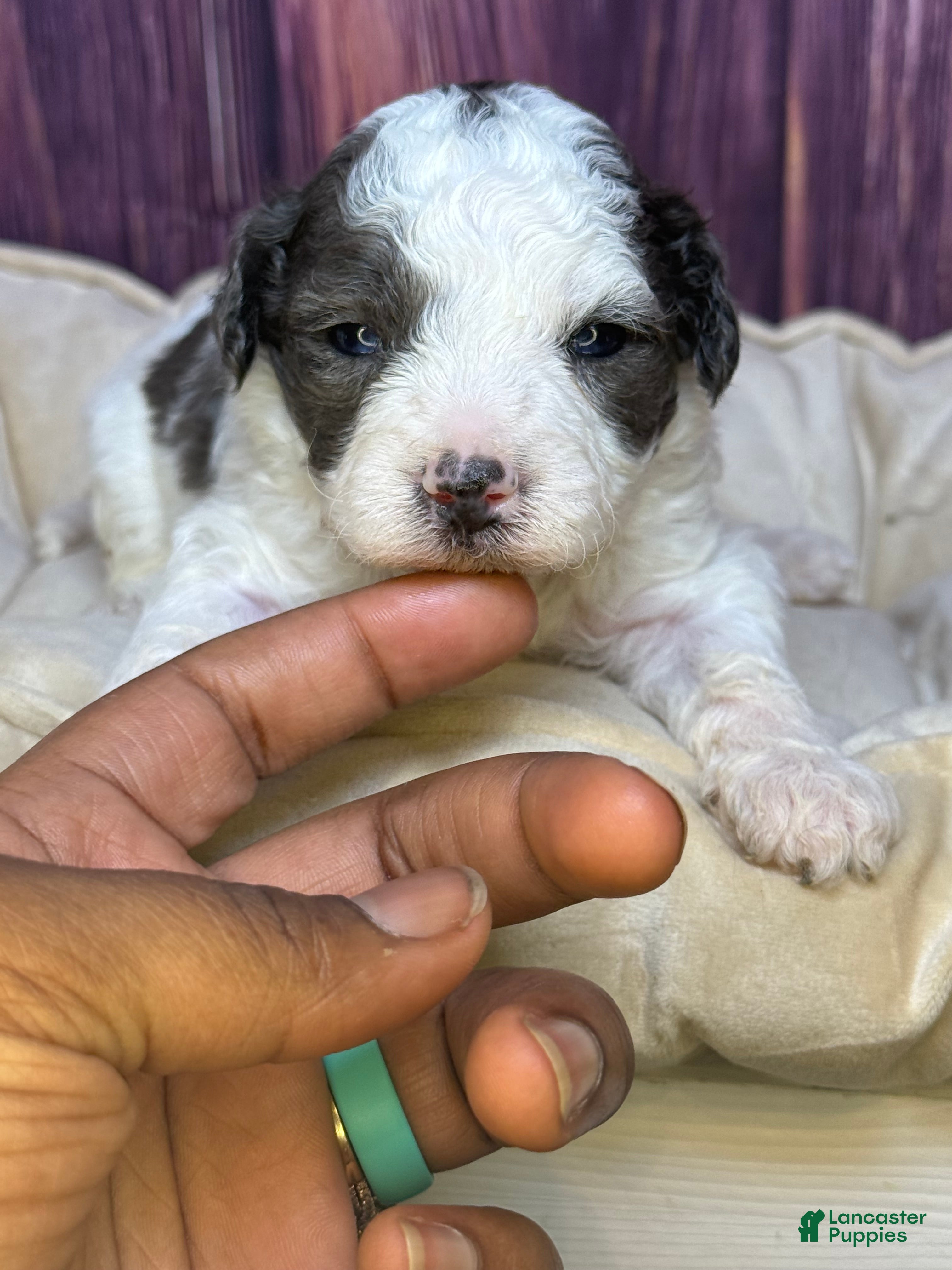 Maltipoo dogs Sean - Ad 1