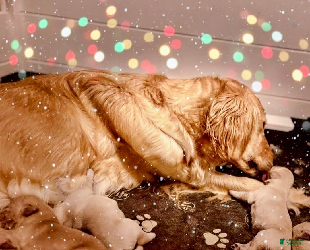 Golden Retriever dogs for sale: Golden Retriever Puppy 11 - Ad 2