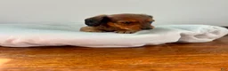 Miniature Dachshund dogs for sale: Biscuit  - Ad 3