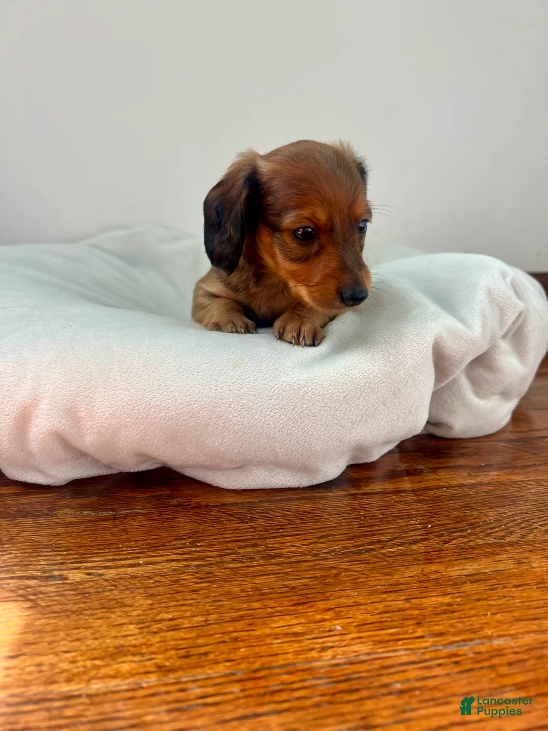 Miniature Dachshund dogs for sale: Biscuit  - Ad 3