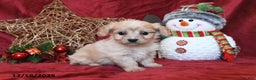 Cavachon dogs for sale: Clifford - Ad 2