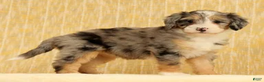 Paisley