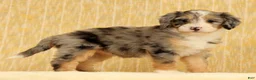 Mini Bernedoodle dogs for sale: Paisley - Ad 1
