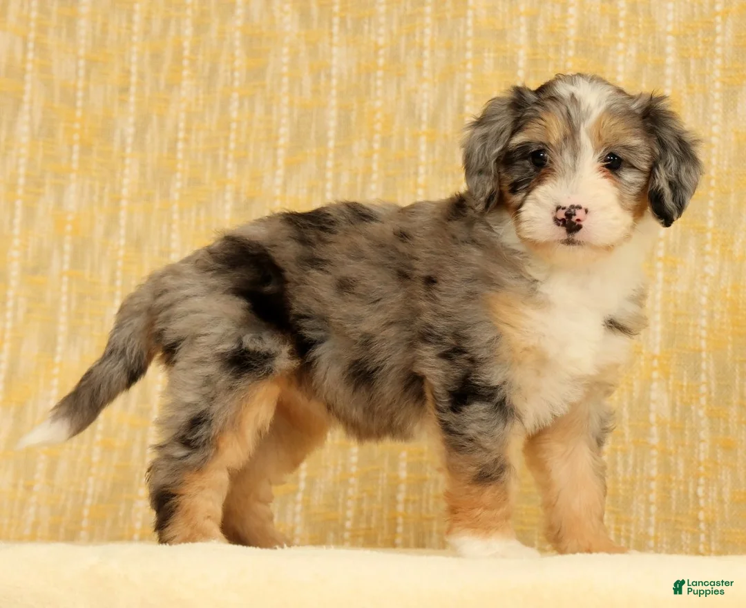 Mini Bernedoodle dogs for sale: Paisley - Ad 1