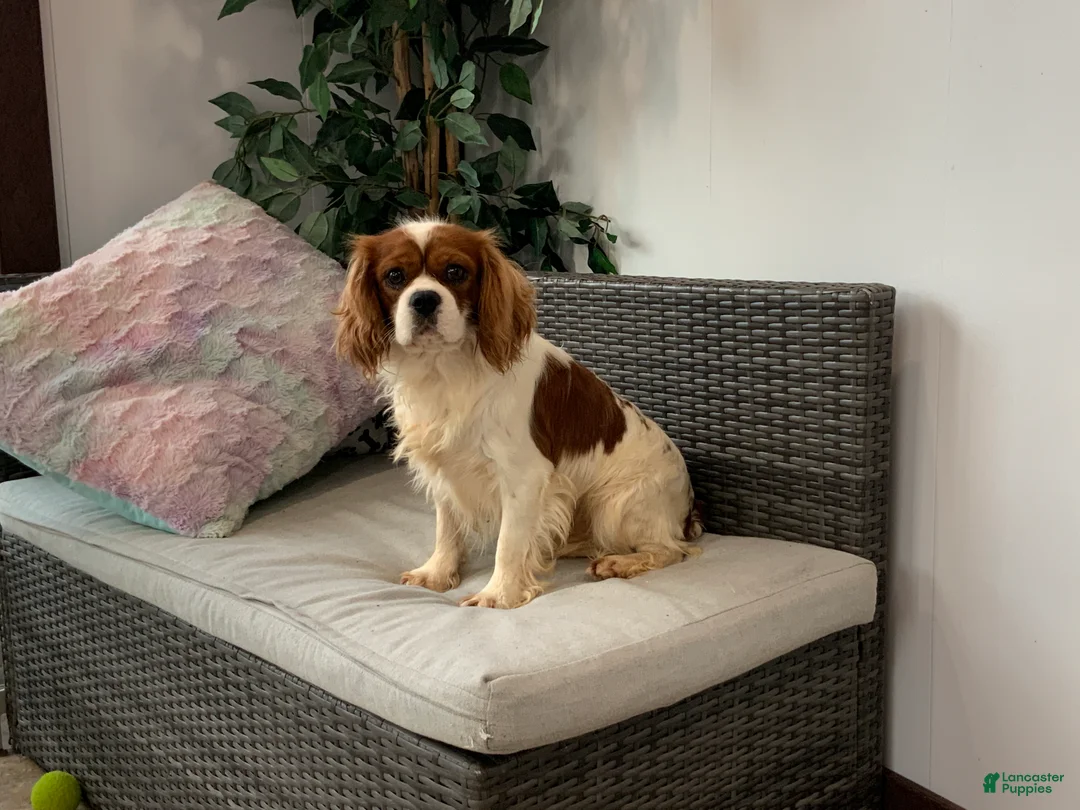 Cavalier King Charles Spaniel dogs for sale: KING - Ad 1