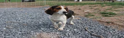 Beagle dogs for sale: Elikhana - Ad 3