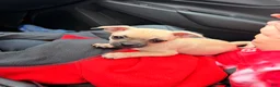 Mixed Breed dogs for sale: Goldy - Ad 5