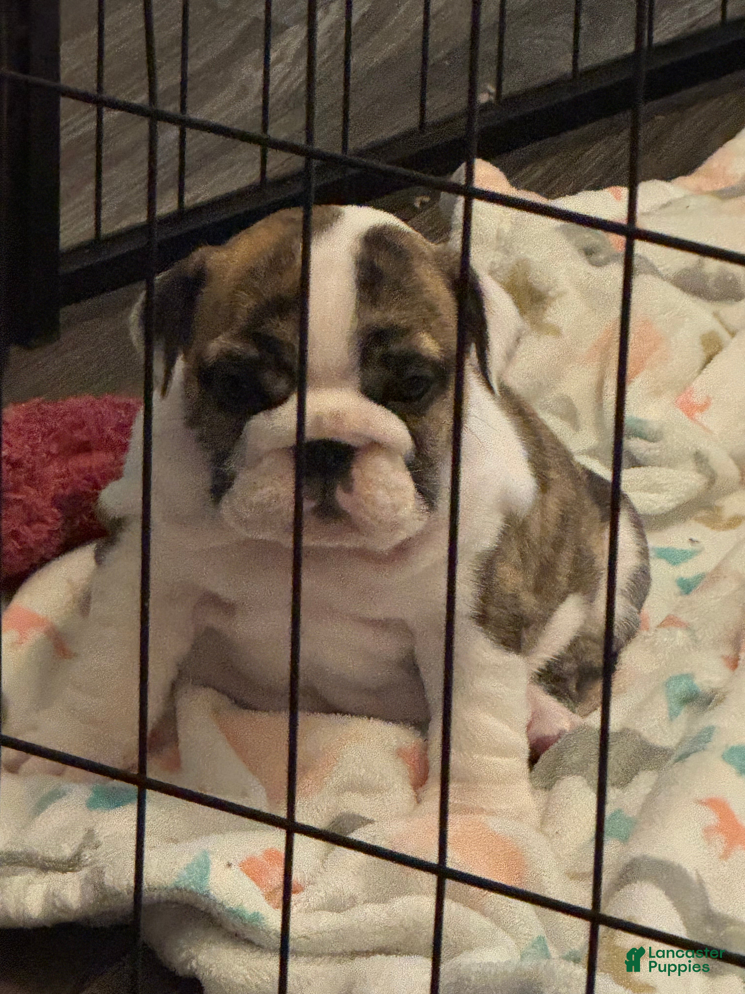 English Bulldog dogs English Bulldog 4 - Ad 2