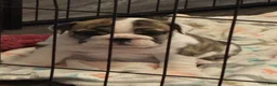 English Bulldog dogs for sale: English Bulldog 4 - Ad 2