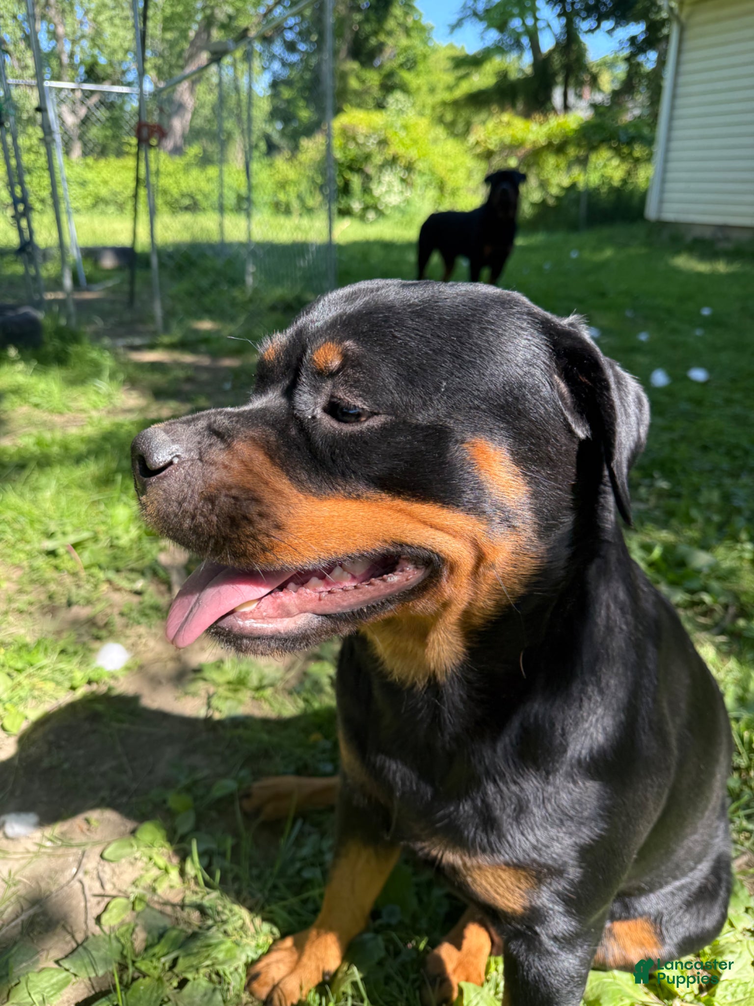 Rottweiler dogs for sale: Male 1 - Ad 4