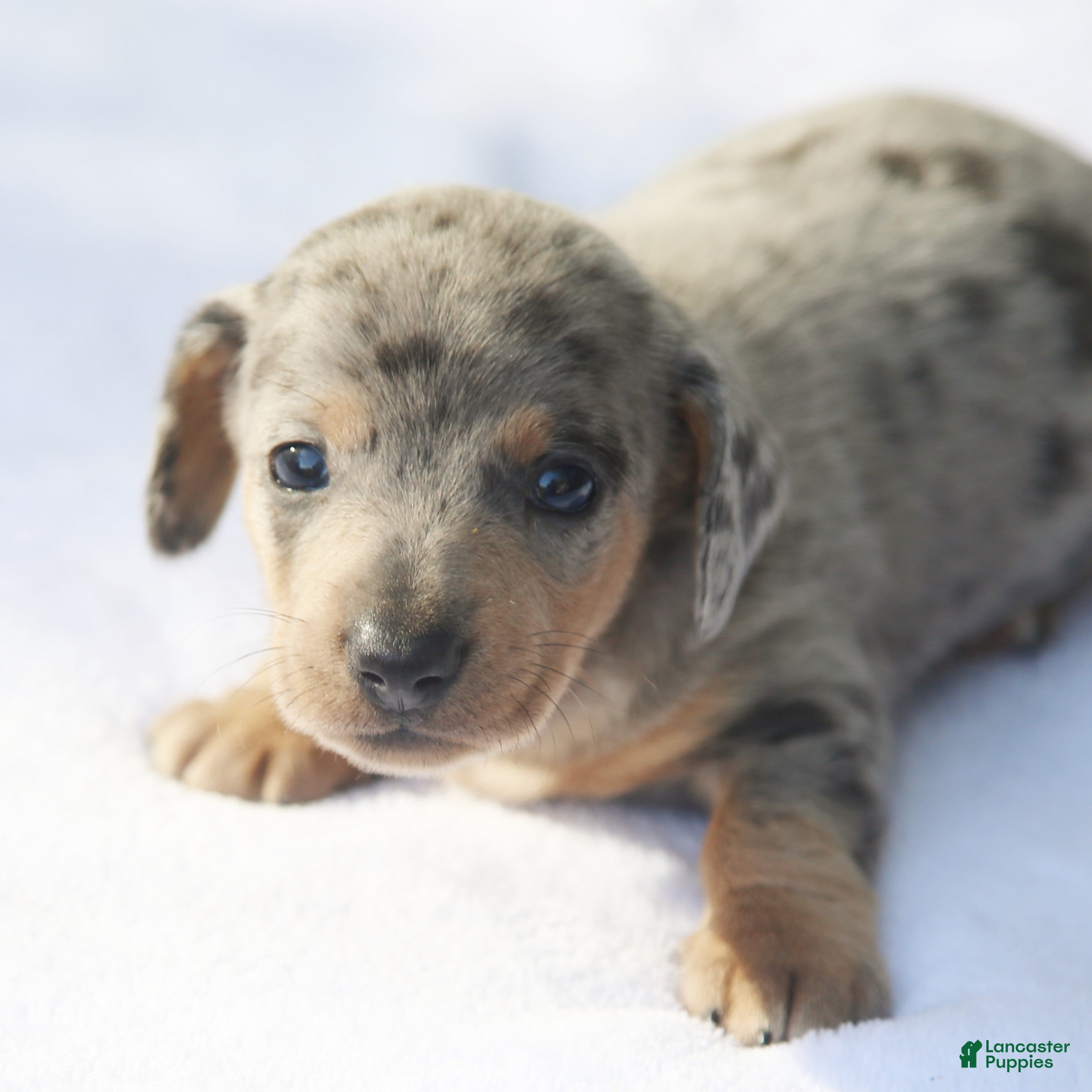 Dachshund dogs for sale: Reverse Blue and Tan Dapple Male  - Ad 1