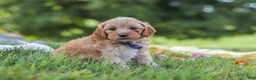 Yorkiepoo dogs for sale: Asher - Ad 3