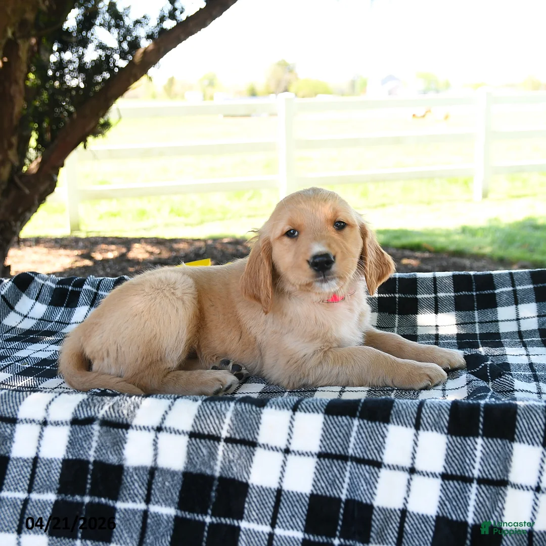 Golden Retriever dogs for sale: Annie - Ad 2