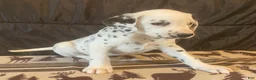 Dalmatian dogs for sale: Princess - Ad 4