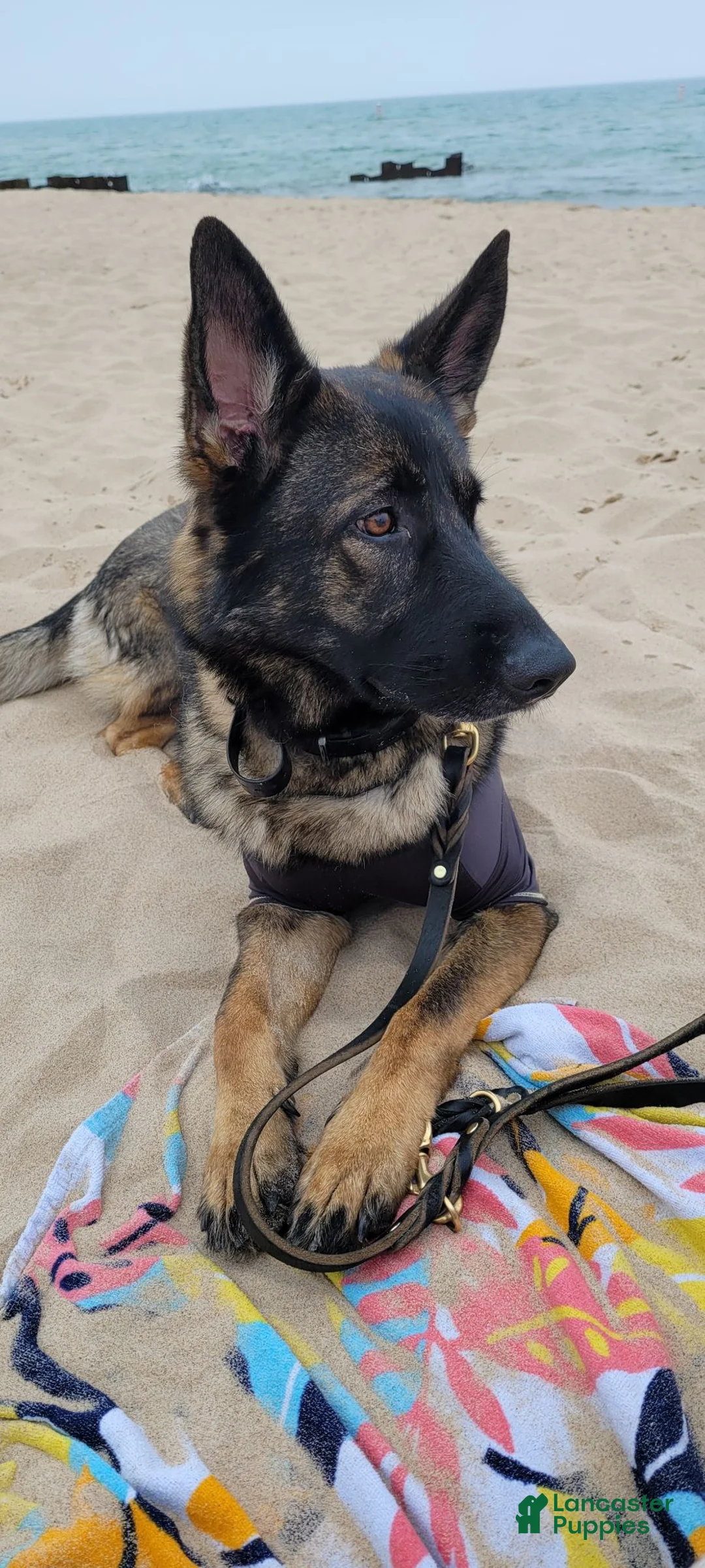 German Shepherd dogs for sale: Cicken Nugget - Ad 2