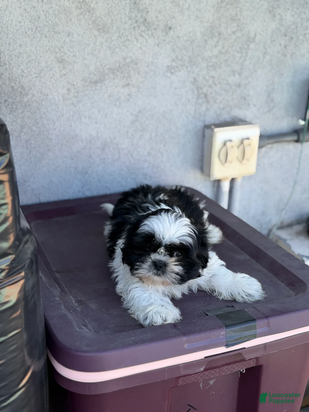 Shih Tzu dogs for sale: Panda - Ad 3