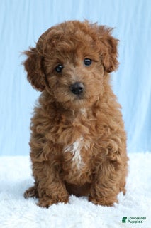 Toy Poodle dogs Waffles 🧇  - Ad 2