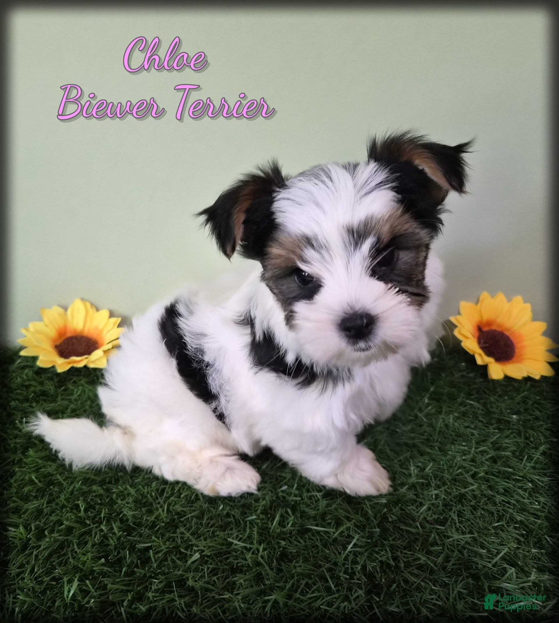 Yorkshire Terrier dogs Chloe - Ad 1