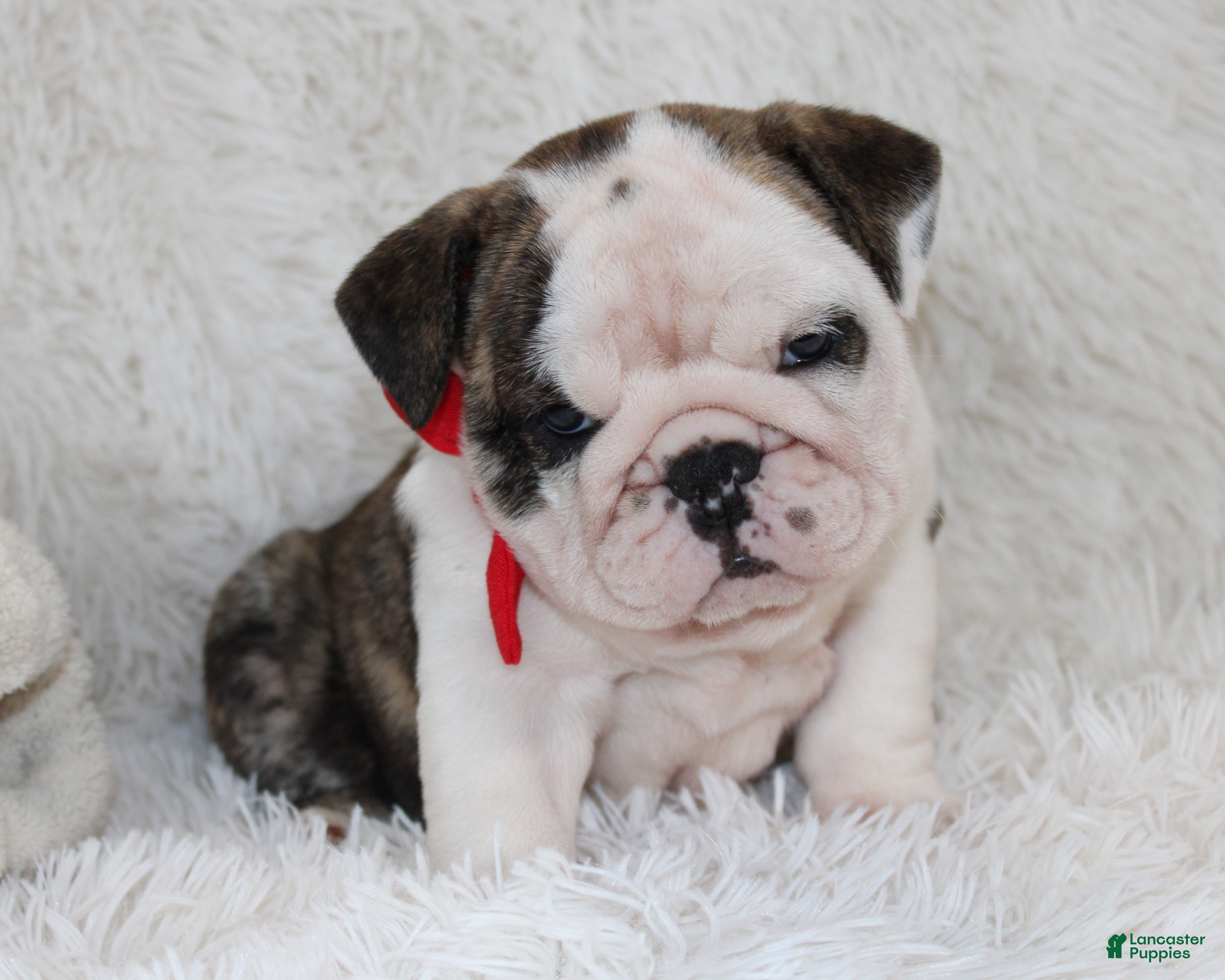 English Bulldog dogs Taya - Ad 33