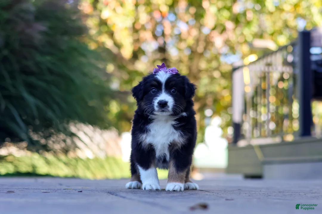 Miniature Australian Shepherd dogs for sale: Zuzu - Ad 6