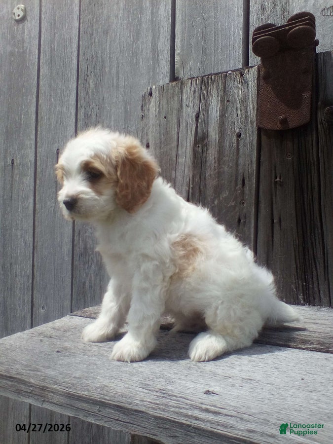 Cockapoo dogs Bob - Ad 2