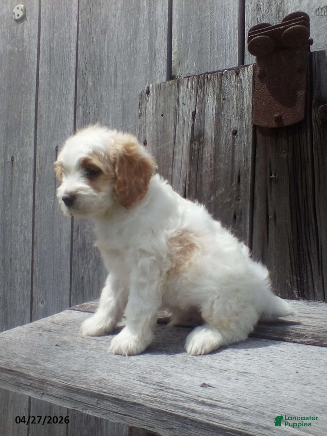 Cockapoo dogs for sale: Bob - Ad 2