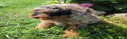 Miniature Poodle dogs for sale: Zack - Ad 8