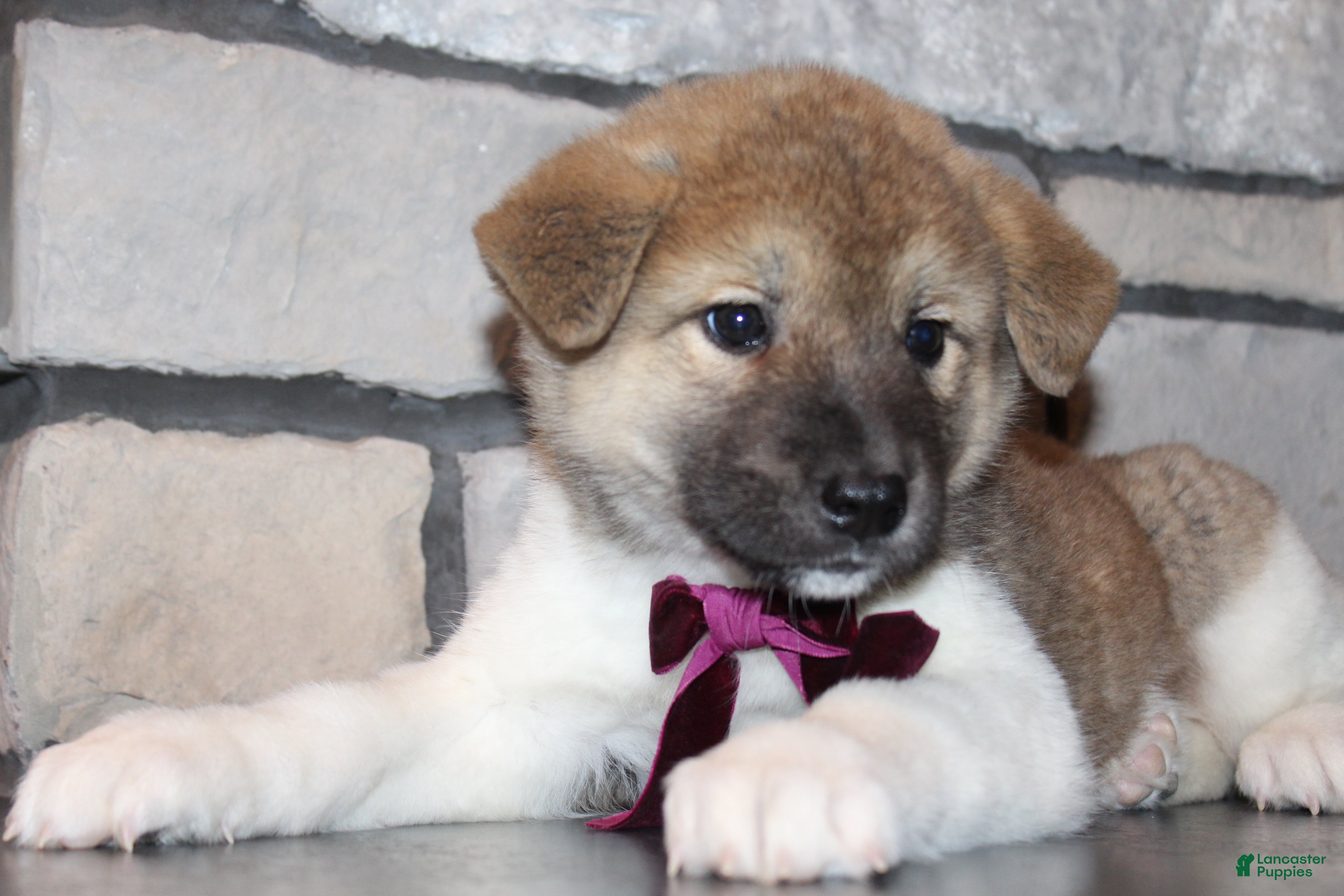 Akita dogs Lucy - Ad 2