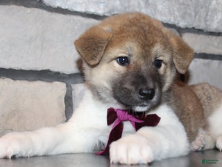 Akita dogs Lucy - Ad 2